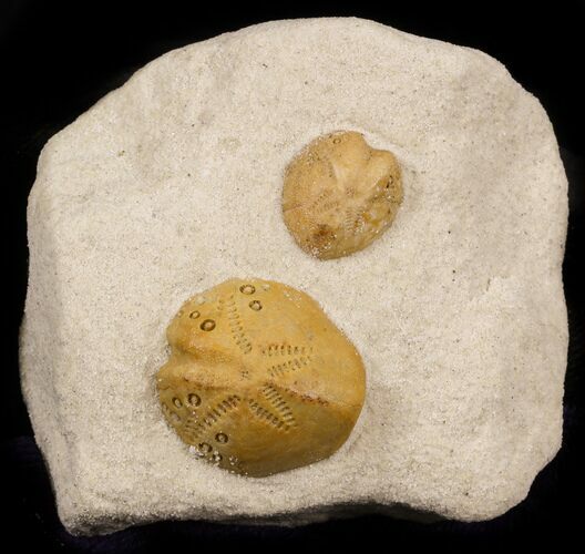 Two Lovenia Sea Urchin Fossil - Beaumaris, Australia #31073